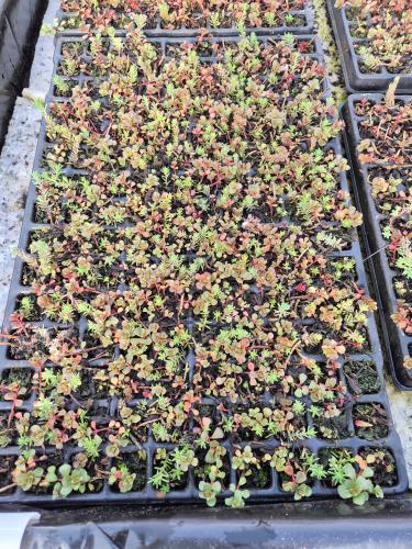 Preview: Sedum Dachbegrünung