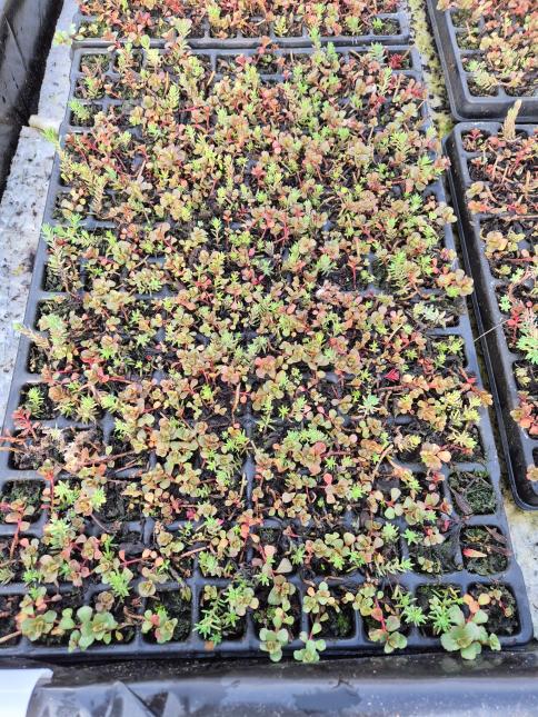 Sedum Dachbegrünung